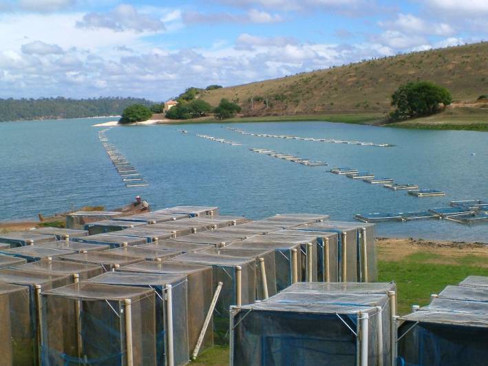 Programa do Governo de Minas já beneficia 15 mil produtores de peixe