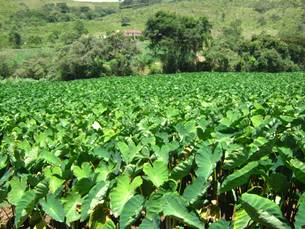 conselho-de-seguranca-alimentar-promove-campanha-contra-uso-de-agrotoxicos_n_i_left